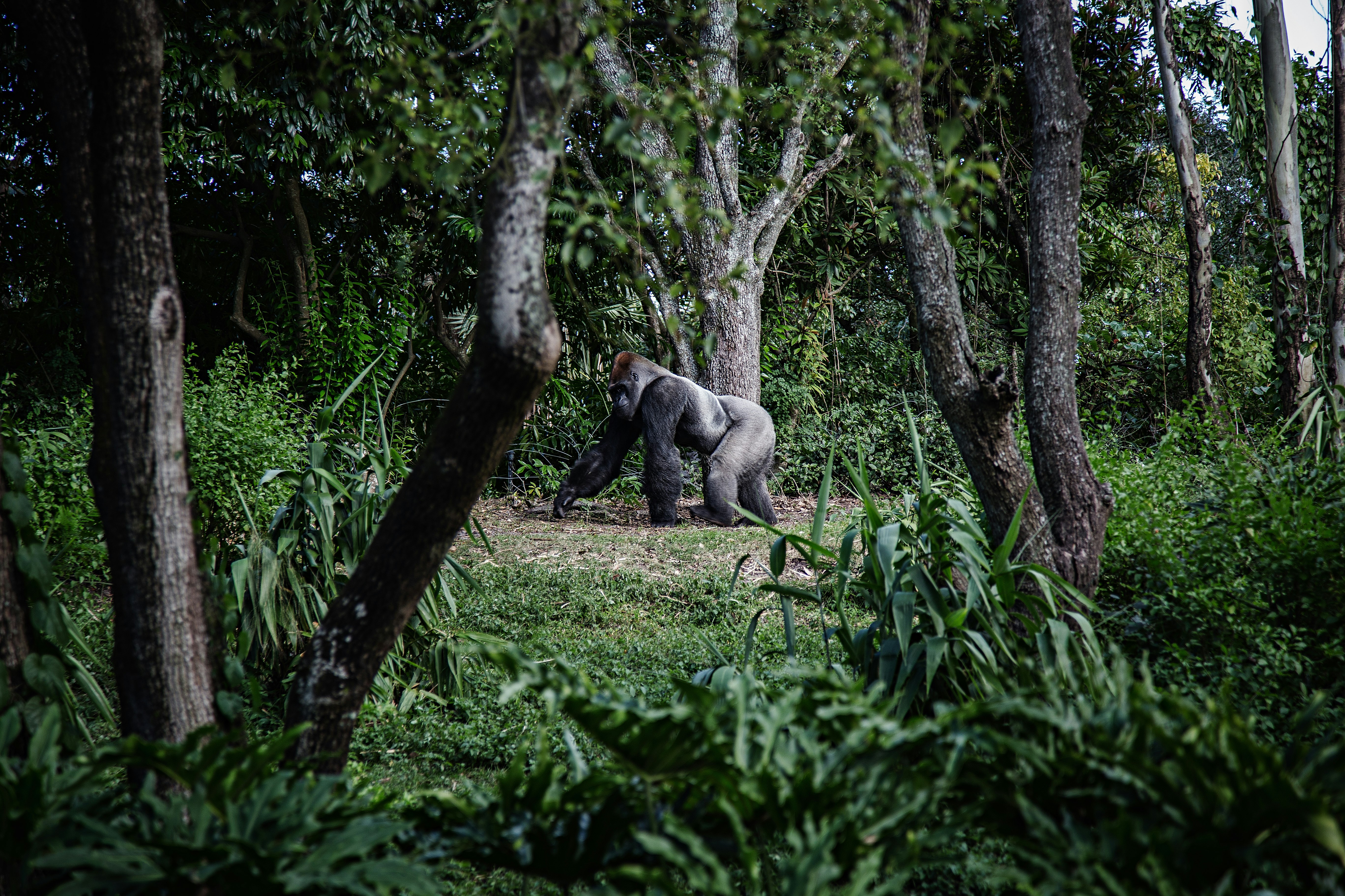 photo of silver-back gorilla beside tree